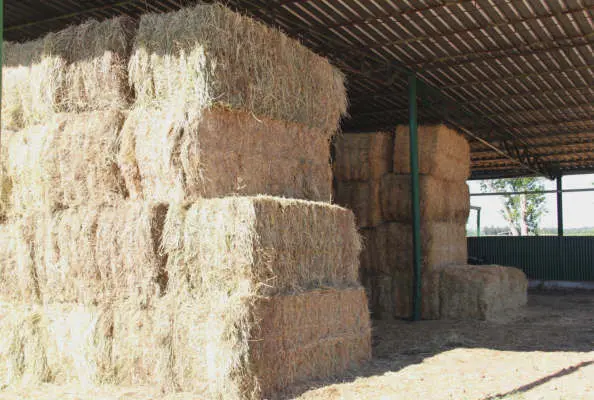 Carnes de granjas altamente cualificadas para Industrias Cárnicas Jiménez Montero