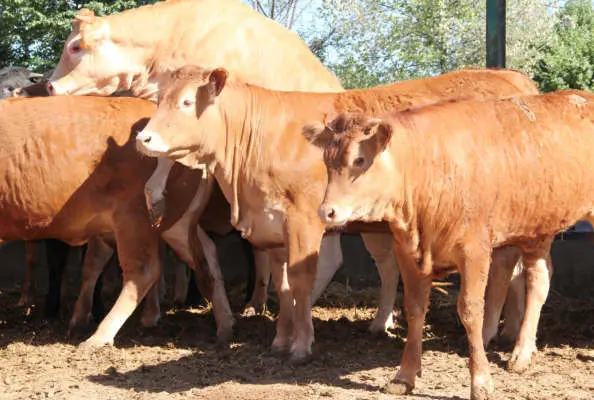 Carnes de granjas altamente cualificadas para Industrias Cárnicas Jiménez Montero