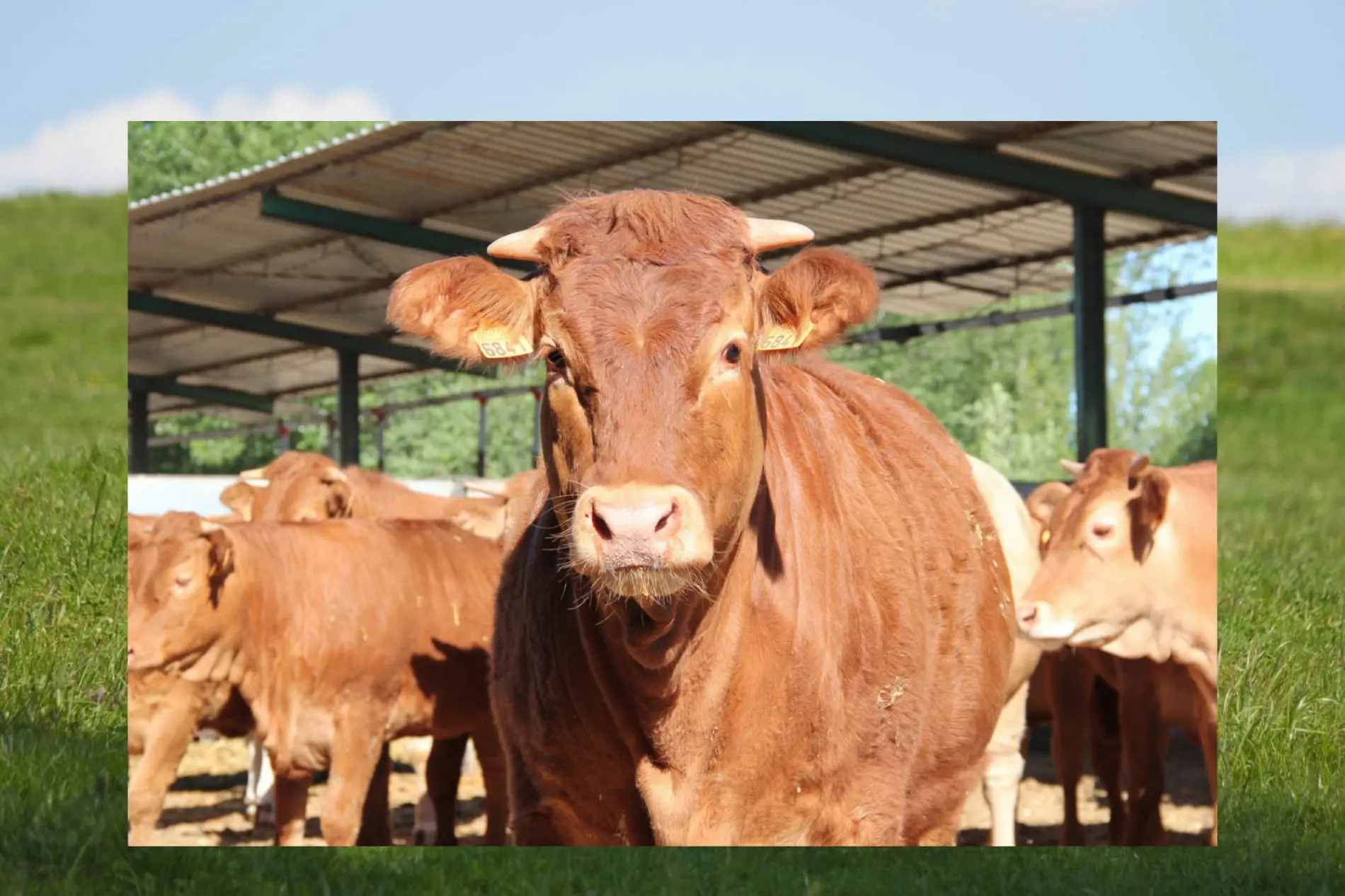 Carnes de vacuno ternera cerdo cochinillo. Ternera Fina de Castilla. Carnes frescas curadas y elaboradas